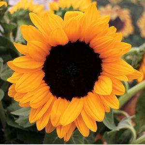 Meet your Posher, Alexa